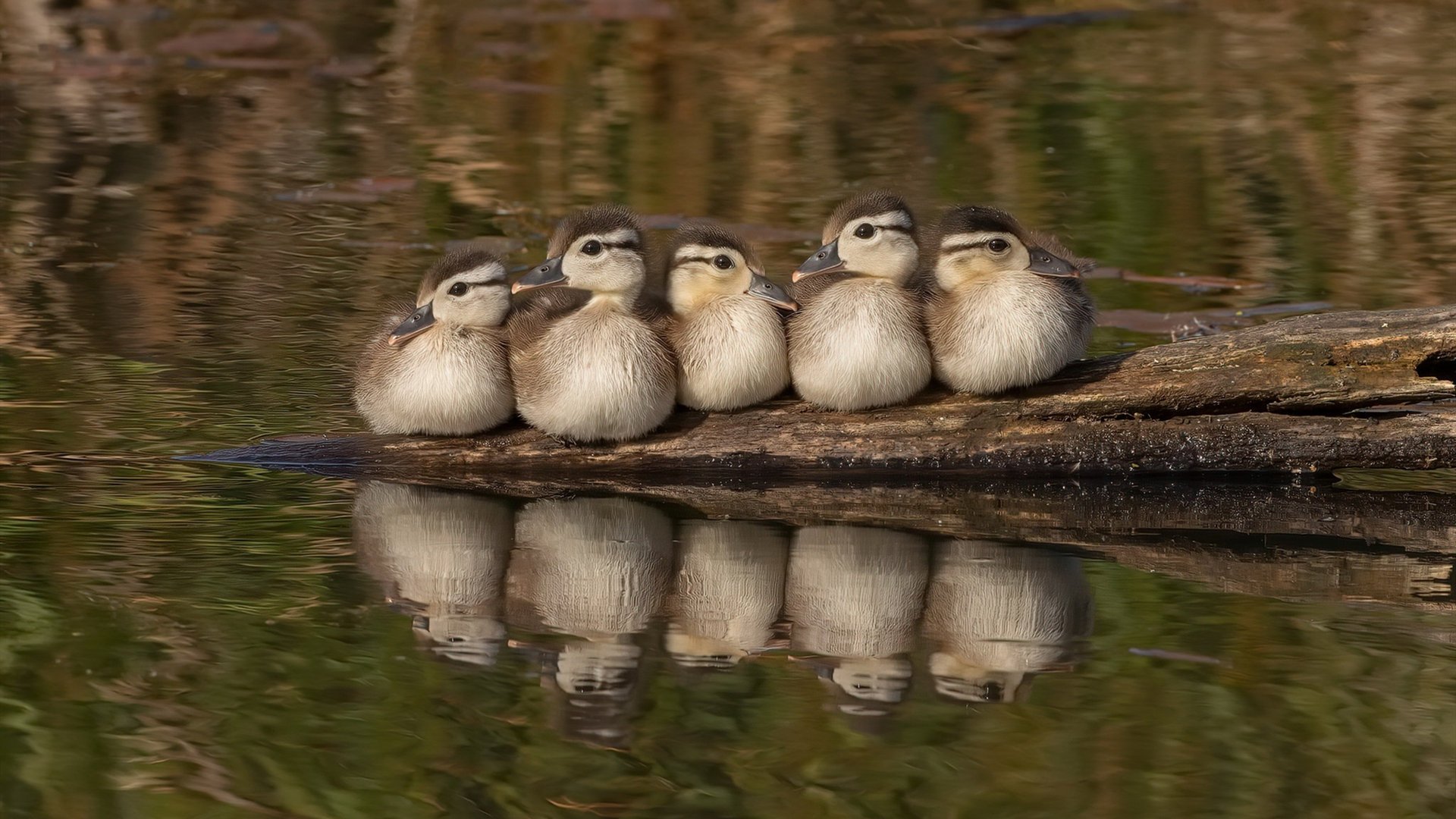 开云下载-狂胜骑士！范弗利特化身关键先生，凯尔特人用一场大胜宣告东部新王当立？
