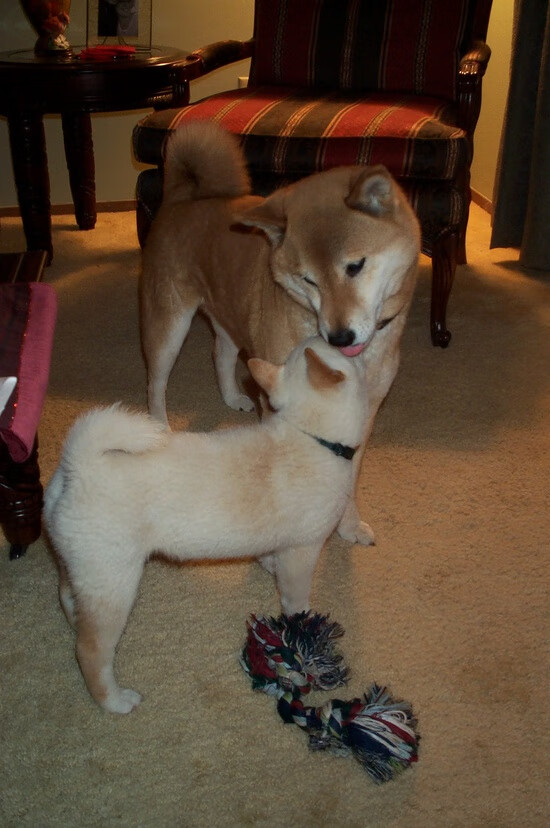 开云下载-莫兰特关键球一击致命！爵士险胜魔术，终结连败